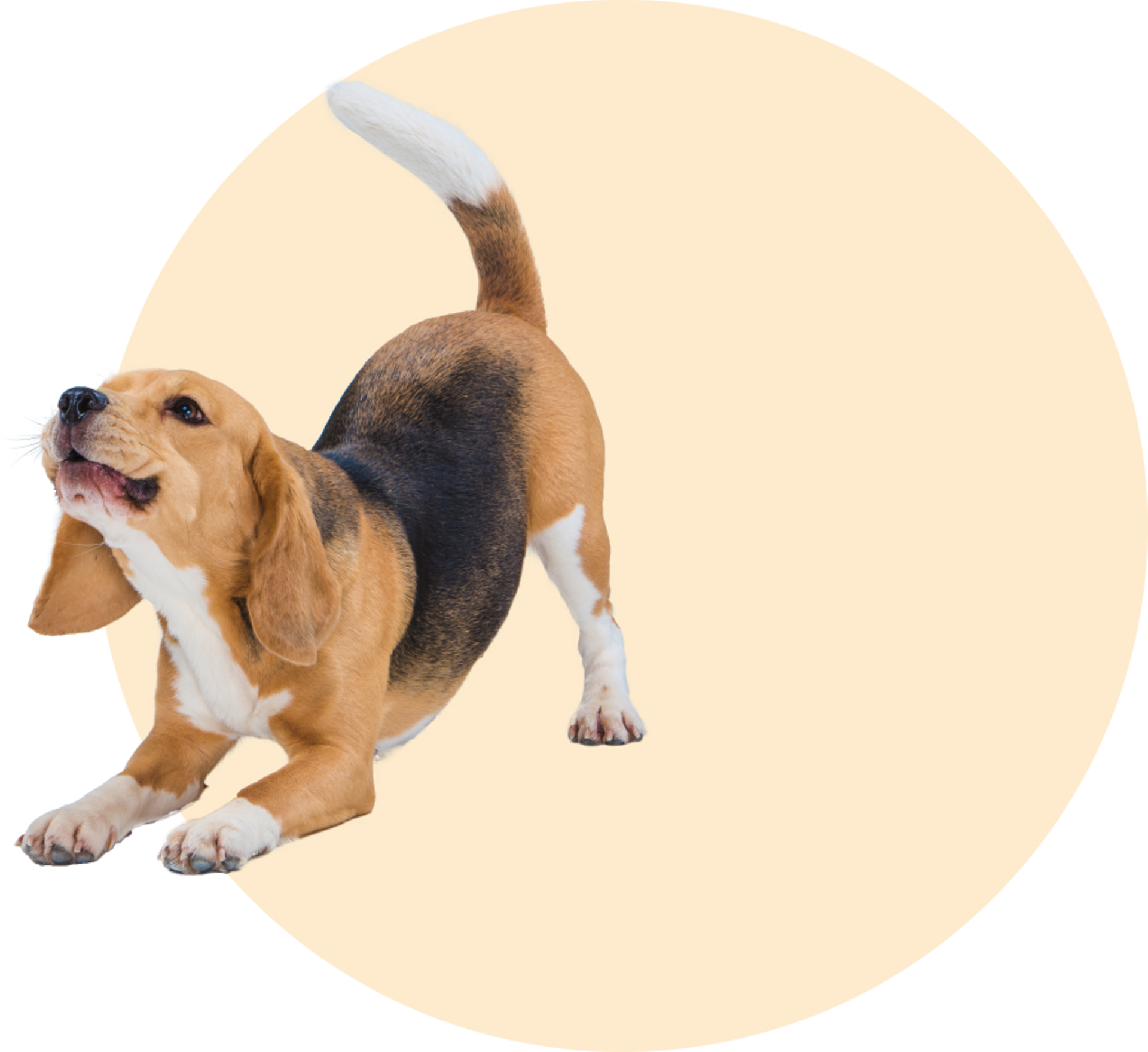 Beagle Dog