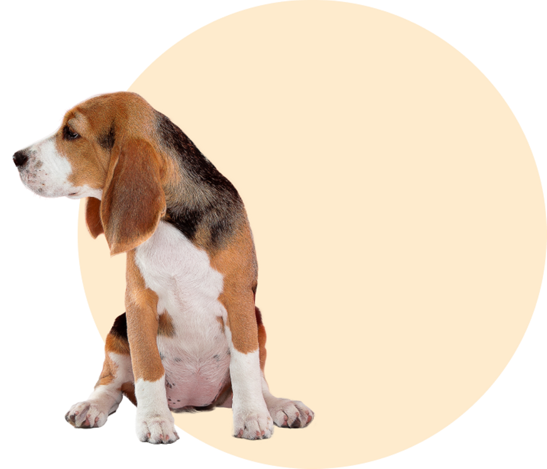 Beagle Dog