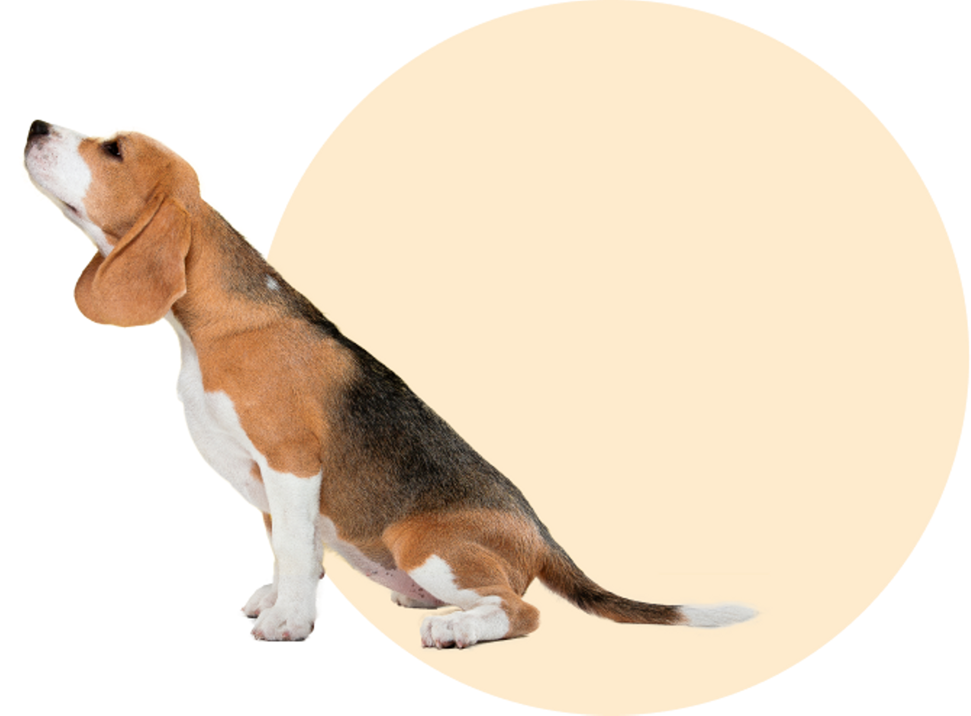 Beagle Dog