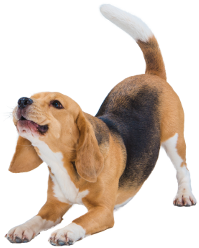 Beagle Dog