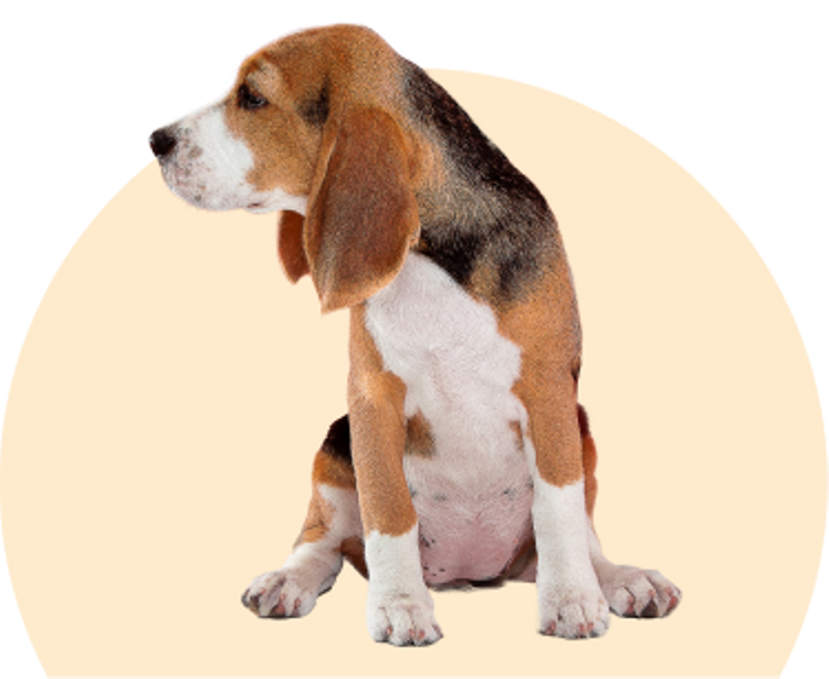 Beagle Dog