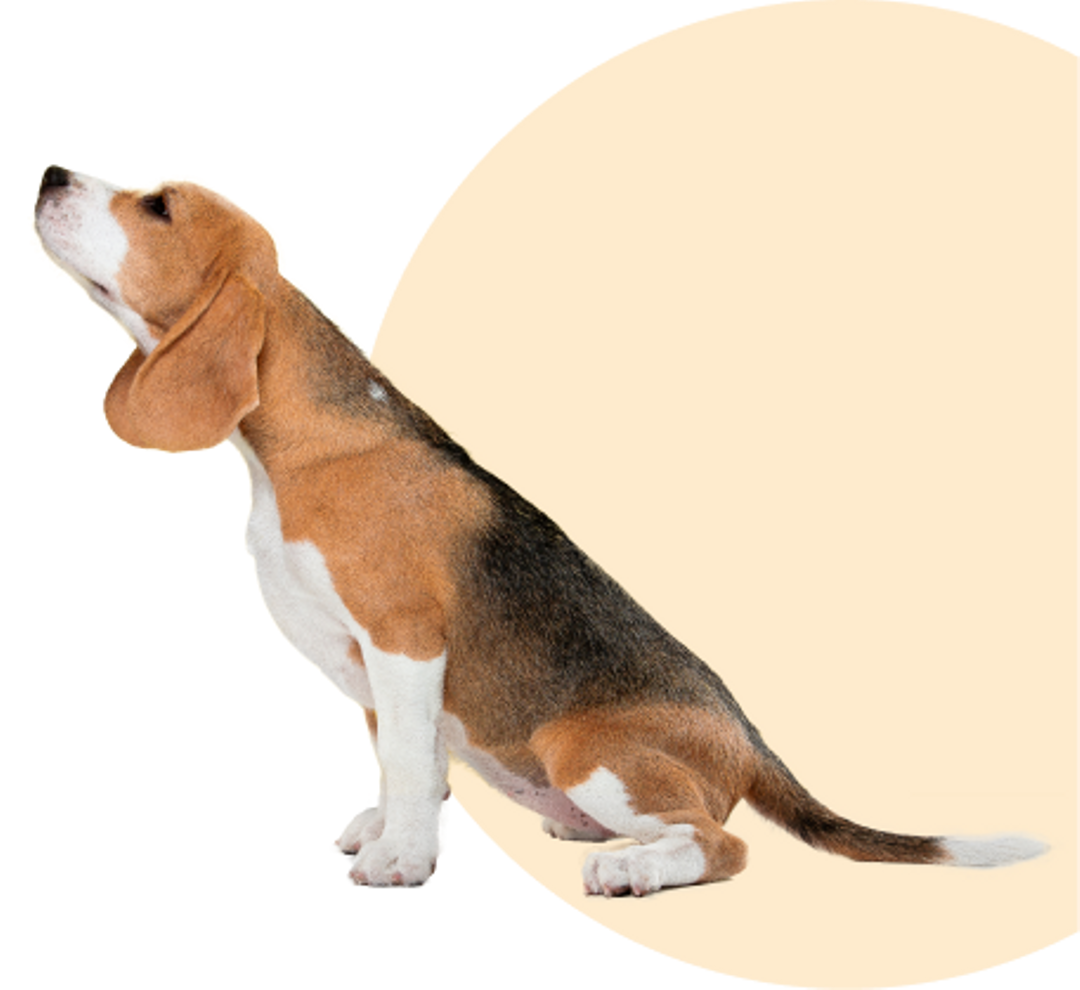 Beagle Dog